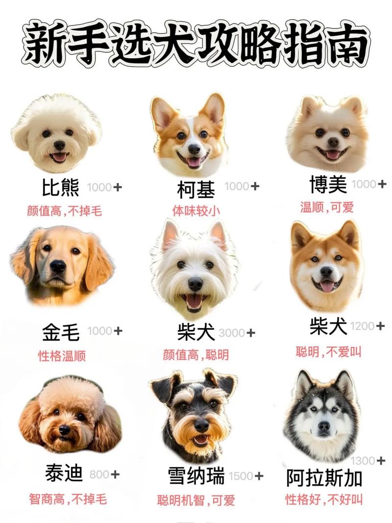 网上在哪里买狗最安全