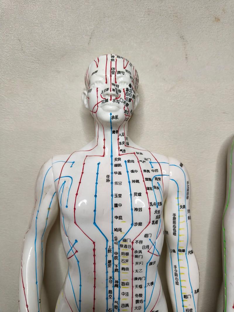 针灸模型哪个牌子好