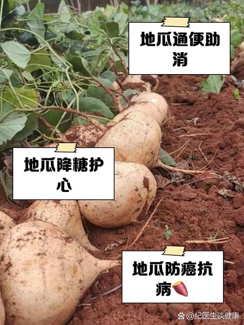 痛风病人可以吃红薯吗