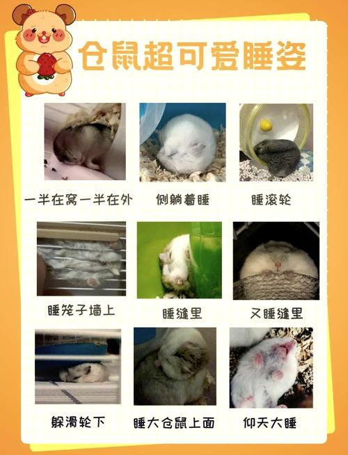 房间有老鼠睡觉安全吗