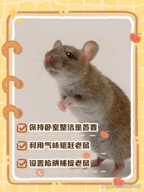 房间有老鼠睡觉安全吗