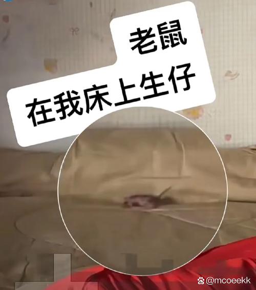 房间有老鼠睡觉安全吗