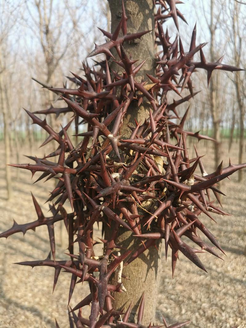 皂角刺泡酒能治痛风吗
