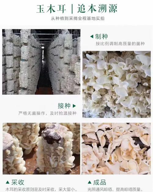 新鲜白木耳怎么吃安全