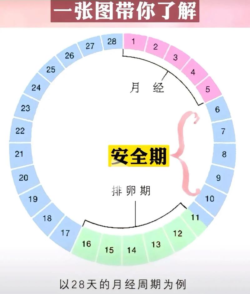女性安全期排卵计算器