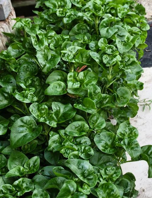 木耳菜痛风可以吃吗