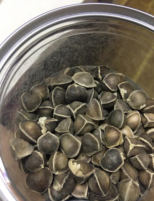 辣木籽可以治痛风吗