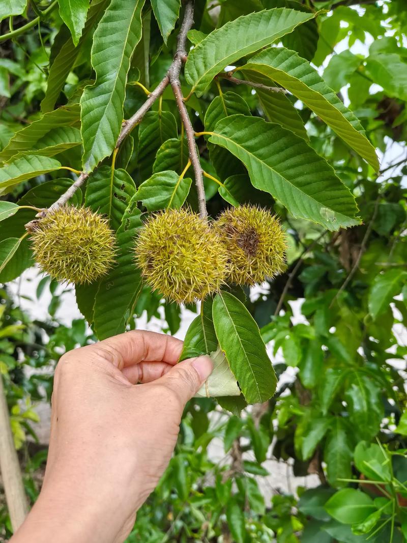针灸果的产地在哪里