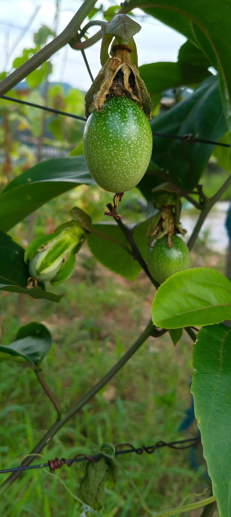 针灸果的产地在哪里