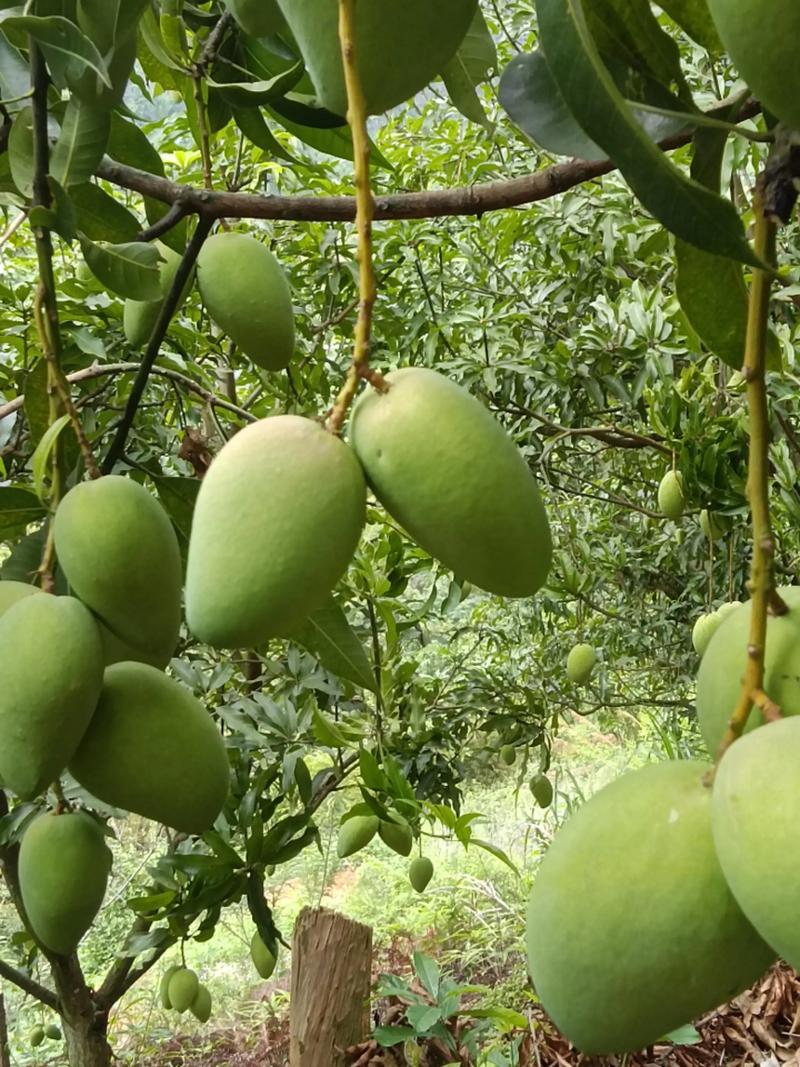针灸果的产地在哪里