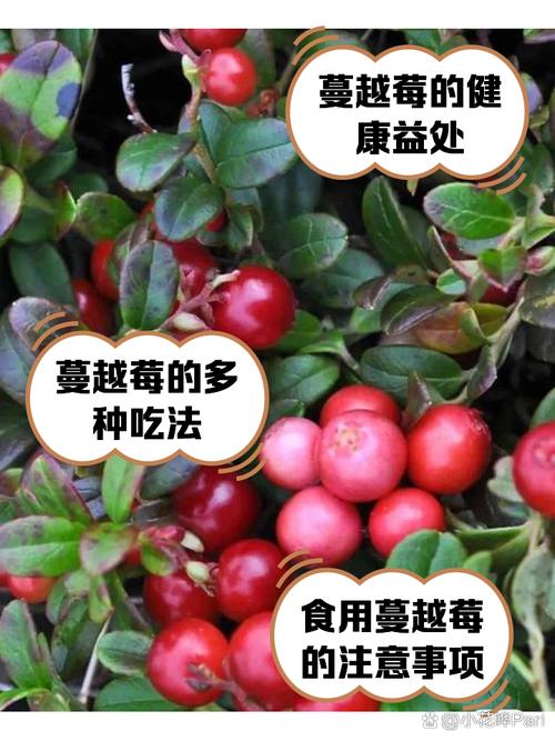 痛风可以吃蔓越莓吗