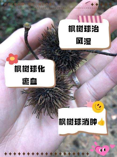 痛风吃枫斗有效果吗