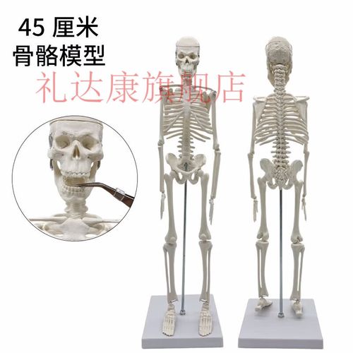 针灸用人体骨骼摸型
