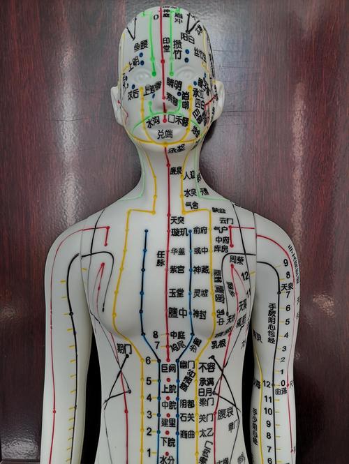 中医的针灸人体模型