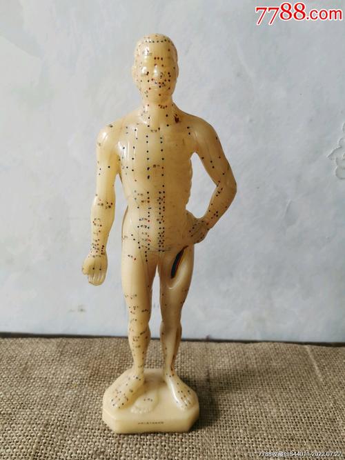 中医的针灸人体模型