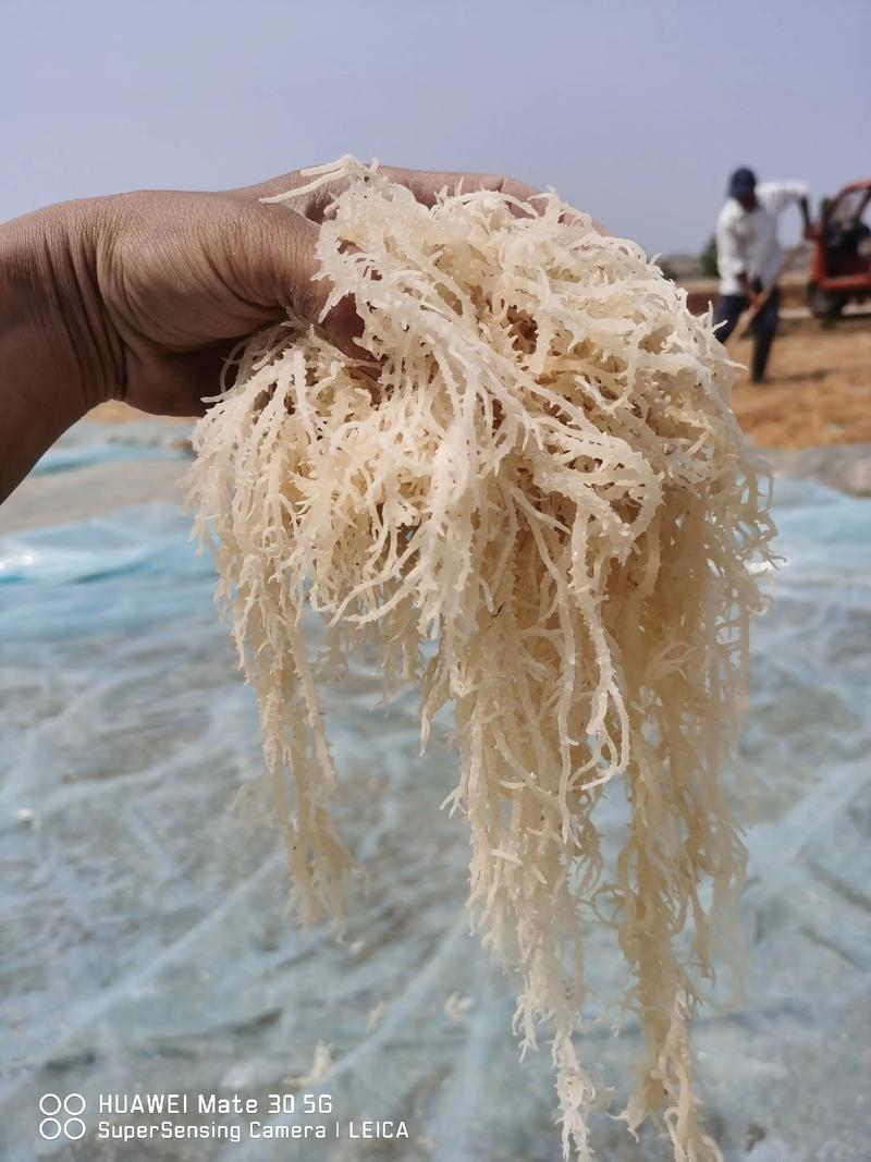 痛风可以吃龙须菜吗