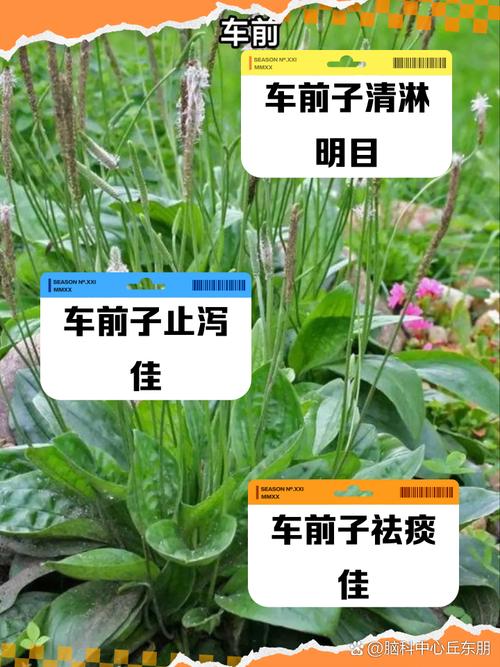 车前子能治疗痛风吗