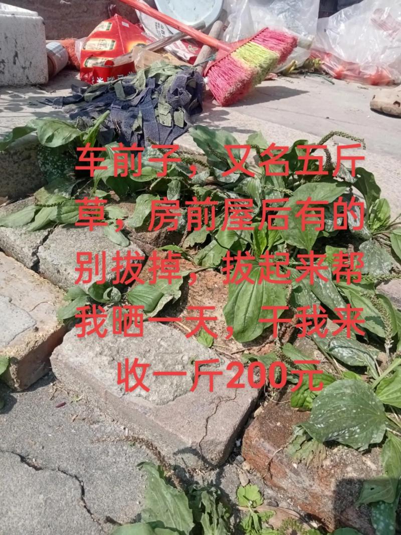 车前子能治疗痛风吗