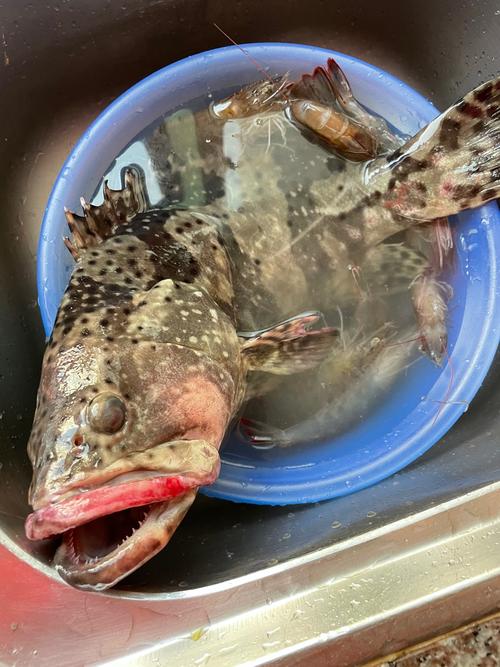 痛风可以吃石班鱼吗