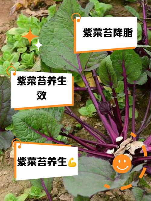 痛风紫球菜可以吃吗