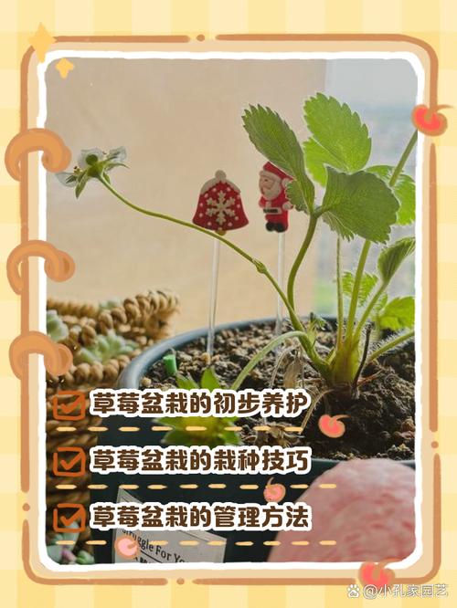 情侣安全种草莓的技巧