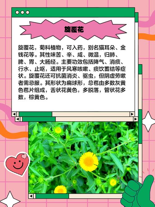 猫须草可以治痛风吗