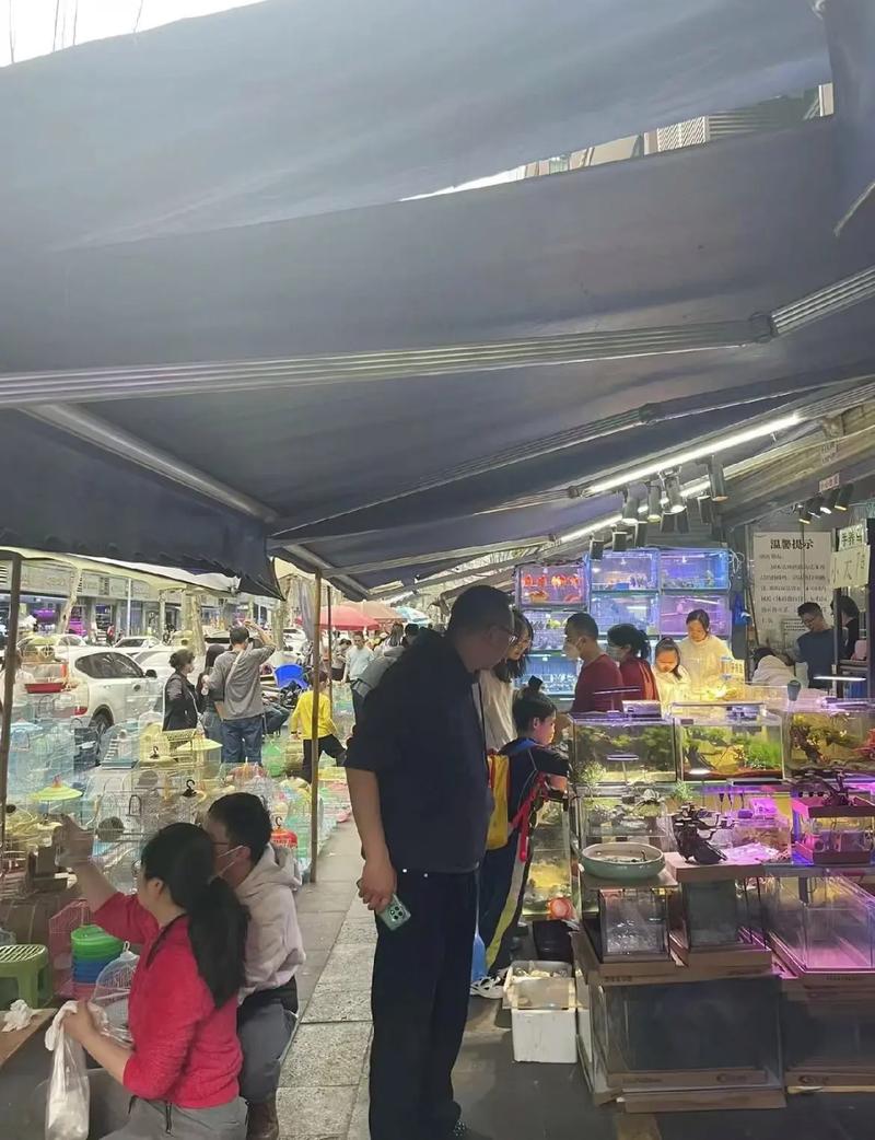 重庆哪里买狗狗最安全