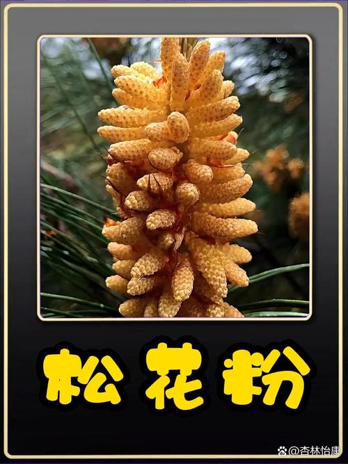 痛风可以吃松花粉吗