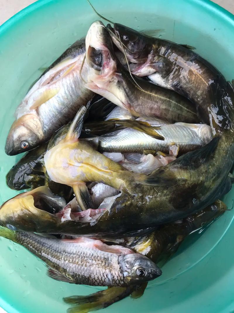 汪刺鱼痛风可以吃吗