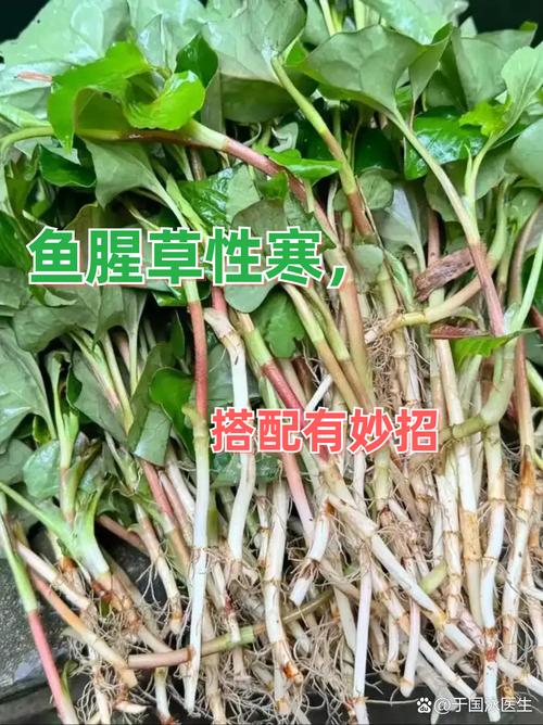鱼腥草能治疗痛风吗