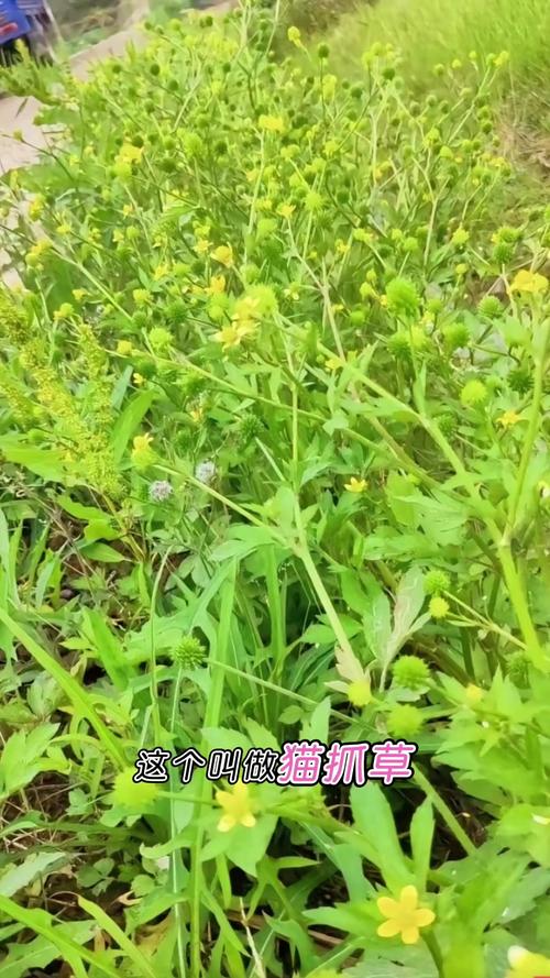 痛风的中草药猫经草