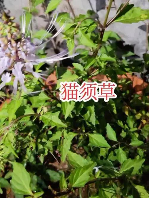 痛风的中草药猫经草