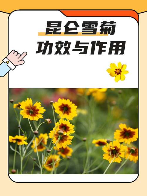 痛风能喝昆仑雪菊吗