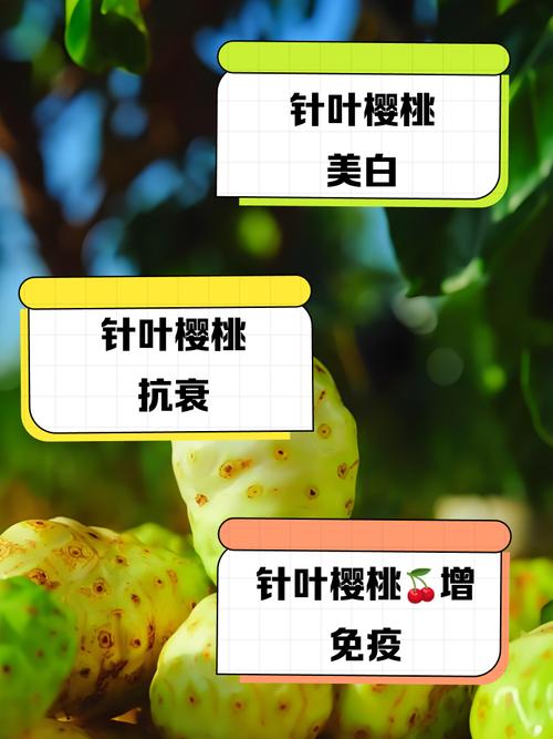 针灸减肥能吃樱桃吗