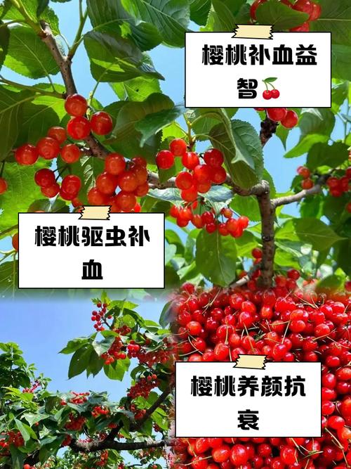 针灸减肥能吃樱桃吗