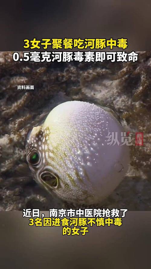河豚中毒后几小时安全