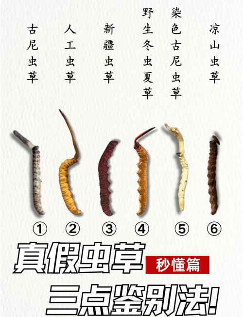 冬虫夏草化妆品安全吗