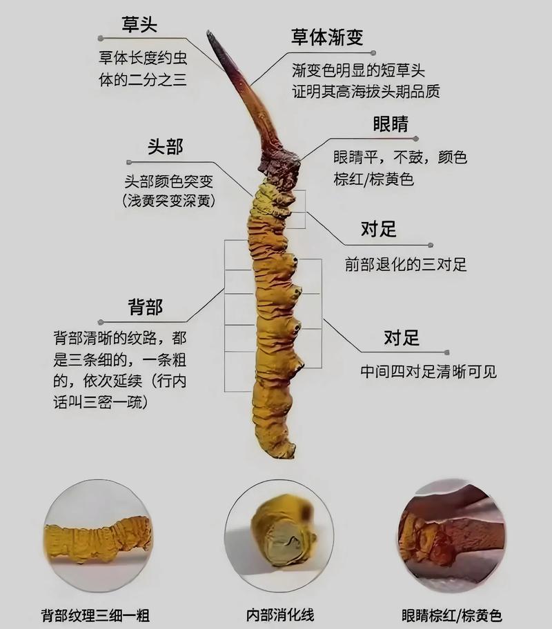 冬虫夏草化妆品安全吗