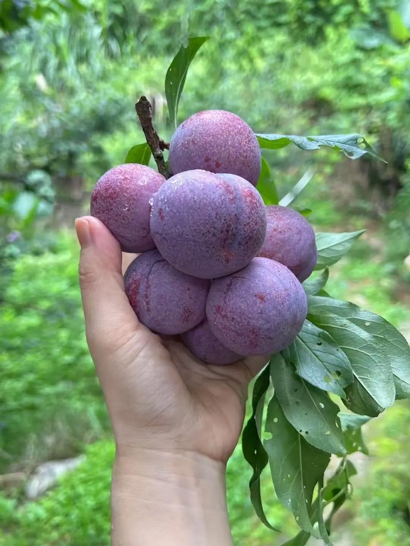 痛风可以吃三华梨吗