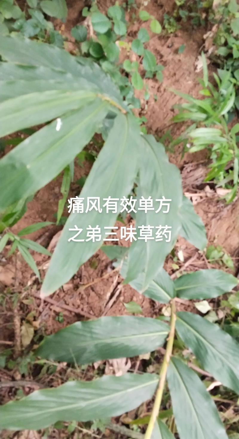 痛风可以用什么泡脚
