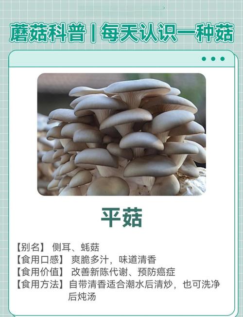 痛风病人能吃平菇吗