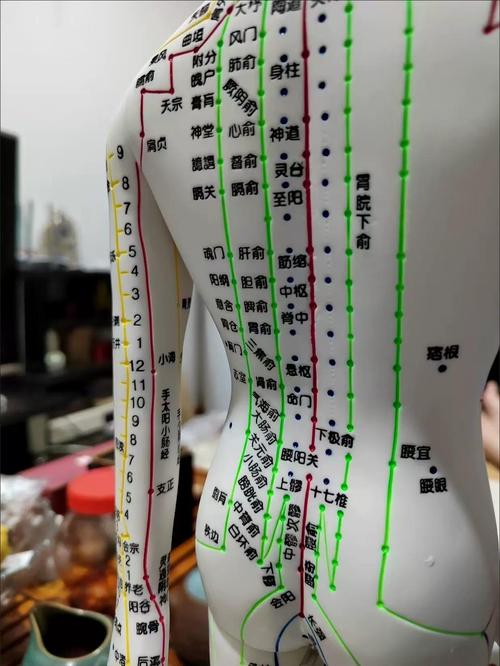 针灸推拿临床与解剖