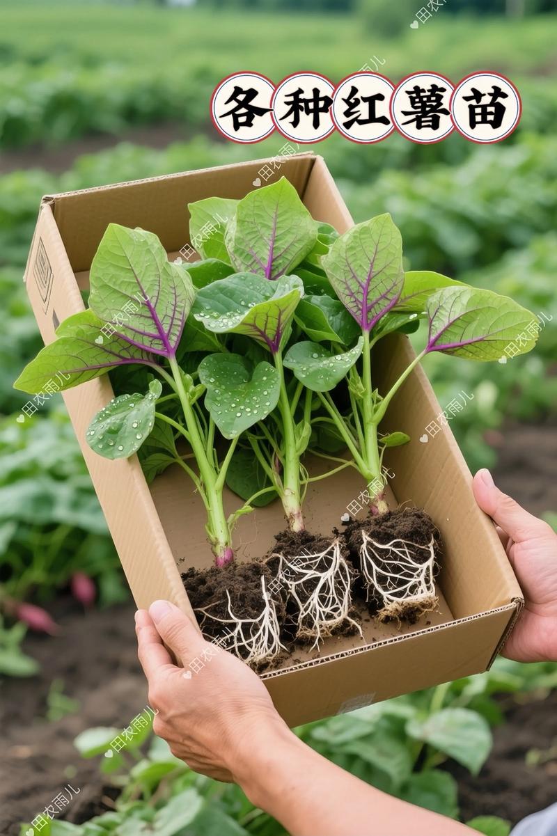 痛风可以吃红薯苗吗