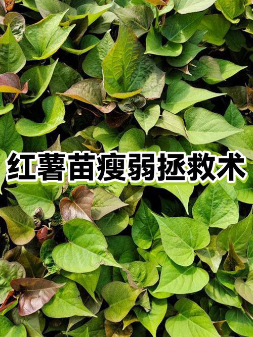 痛风可以吃红薯苗吗