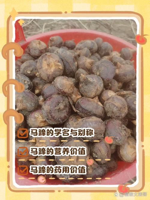 痛风可以吃马蹄粉吗