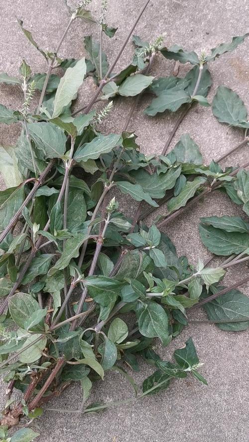 痛风的克星草是什么