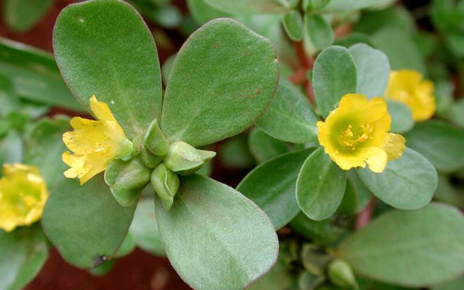 痛风的克星草是什么