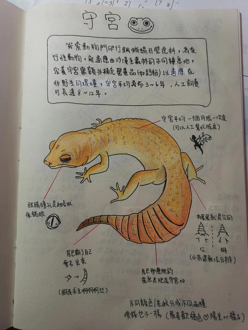 如何快速安全赶走壁虎