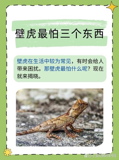 如何快速安全赶走壁虎