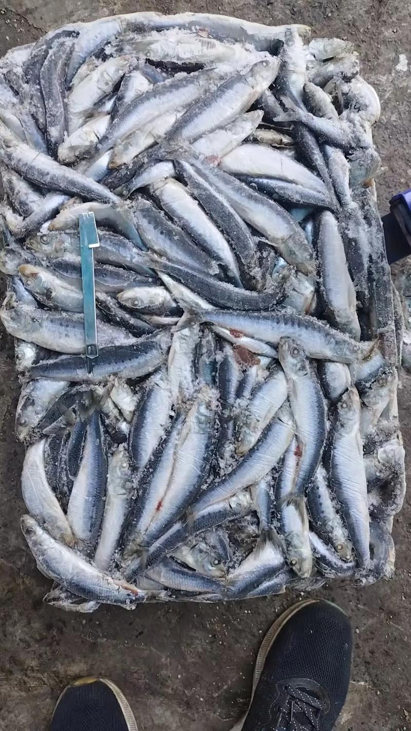 超市冰冻沙丁鱼安全吗